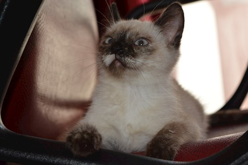 Ana-Maria- petsitter Chiajna sau Bonă pentru animale pentru câini pisici 