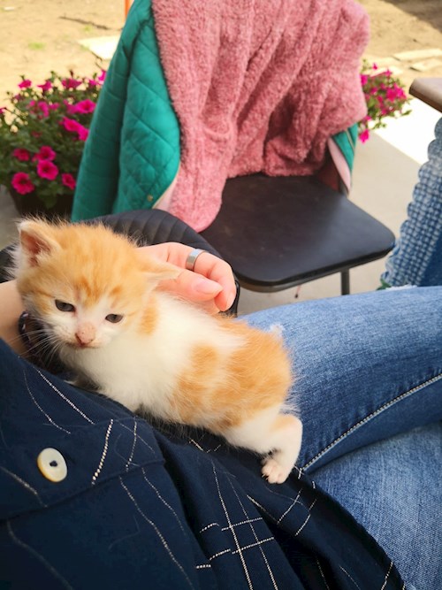 Ana-Maria- petsitter Chiajna sau Bonă pentru animale pentru câini pisici 