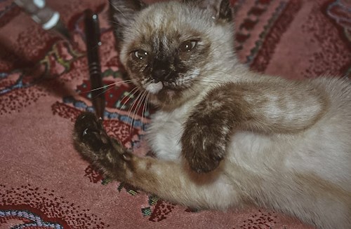 Ana-Maria- petsitter Chiajna sau Bonă pentru animale pentru câini pisici 