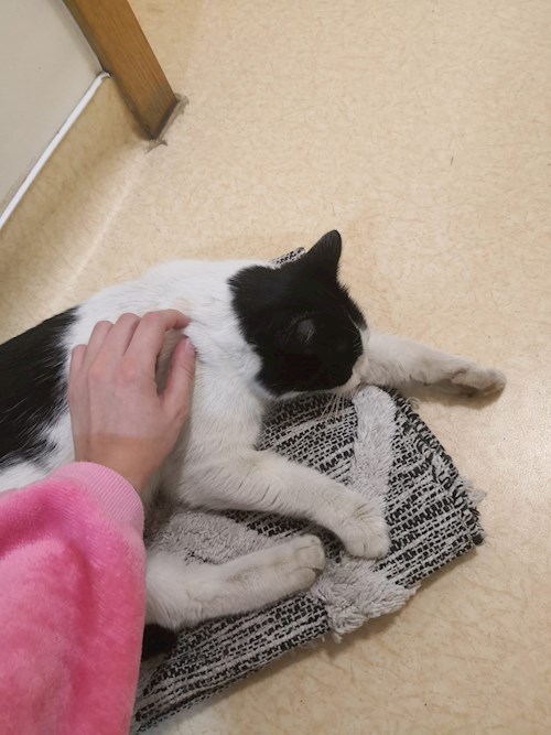 Ana-Maria- petsitter Chiajna sau Bonă pentru animale pentru câini pisici 