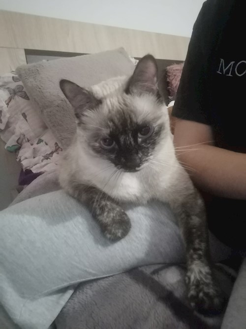 Ana-Maria- petsitter Chiajna sau Bonă pentru animale pentru câini pisici 