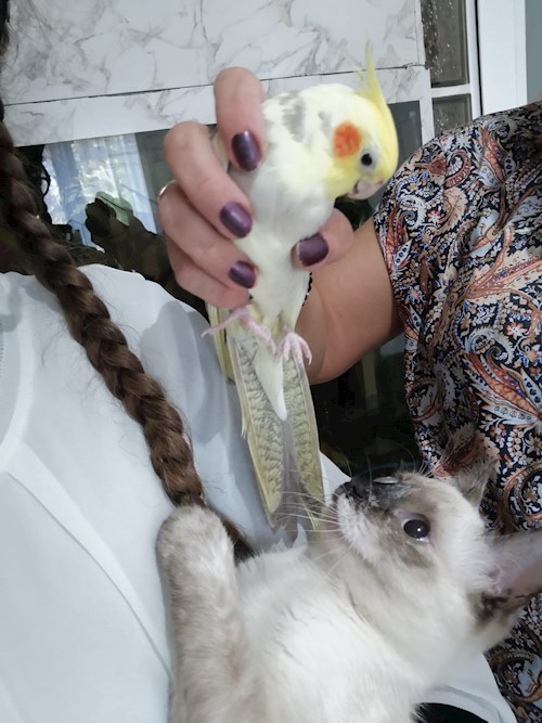 Ana-Maria- petsitter Chiajna sau Bonă pentru animale pentru câini pisici 