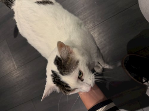 Denisa- petsitter București or Pet nanny for dogs cats 
