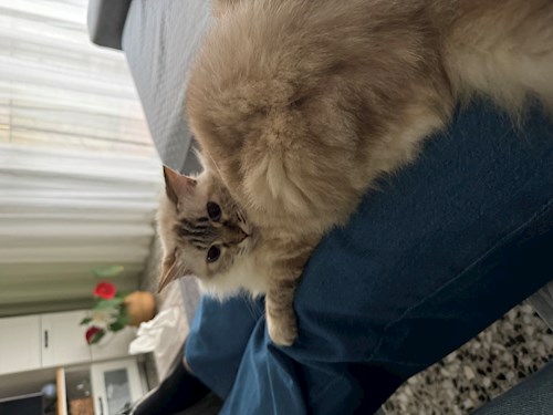 Denisa- petsitter București or Pet nanny for dogs cats 