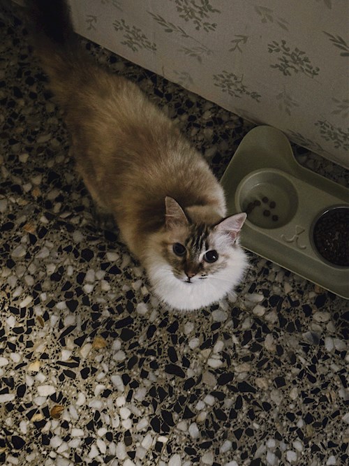 Denisa- petsitter București or Pet nanny for dogs cats 