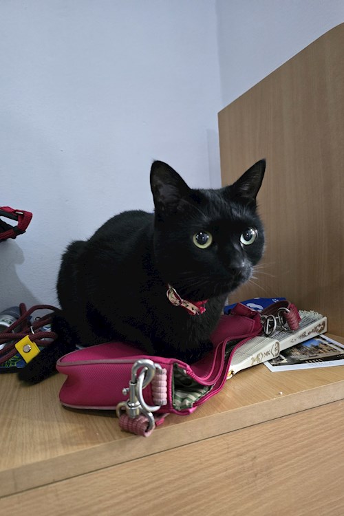 Maria- petsitter București or Pet nanny for dogs cats 