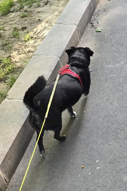 Maria- petsitter București or Pet nanny for dogs cats 