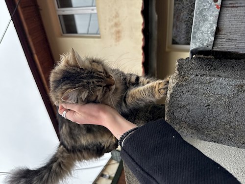 Yvi- petsitter București or Pet nanny for dogs cats 