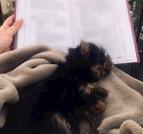 Ksenia- petsitter Mogoșoaia or Pet nanny for dogs cats 