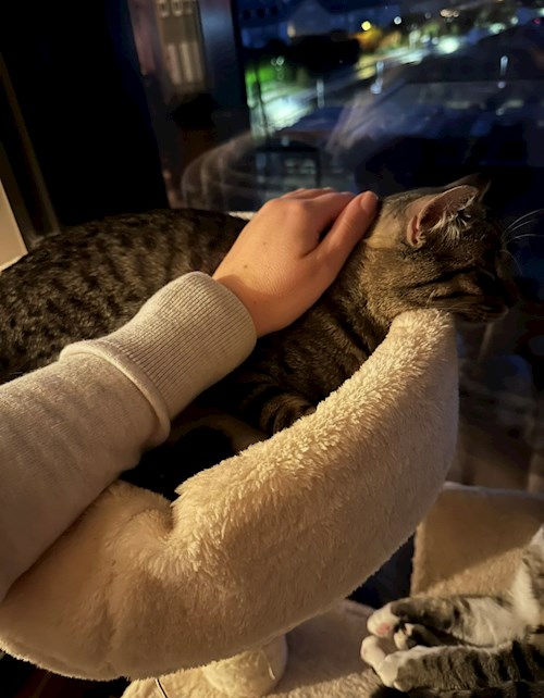 Ksenia- petsitter Mogoșoaia or Pet nanny for dogs cats 