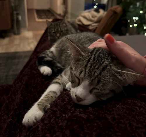 Ksenia- petsitter Mogoșoaia or Pet nanny for dogs cats 