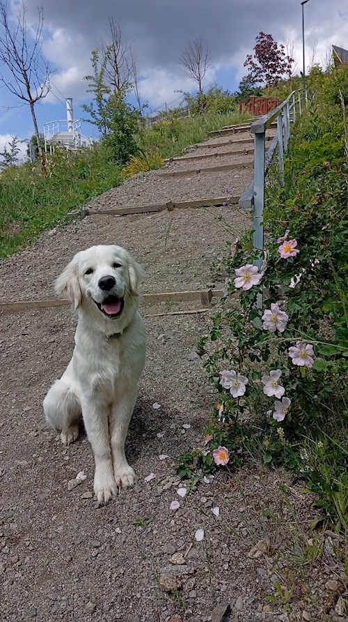 Maria- petsitter Cluj-Napoca or Pet nanny for dogs cats 