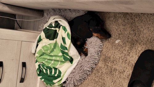 Iustina- petsitter Dezmir sau Bonă pentru animale pentru câini pisici 