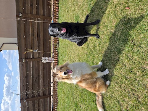 Iustina- petsitter Dezmir sau Bonă pentru animale pentru câini pisici 