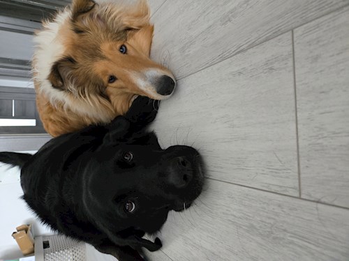 Iustina- petsitter Dezmir sau Bonă pentru animale pentru câini pisici 