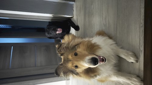 Iustina- petsitter Dezmir sau Bonă pentru animale pentru câini pisici 