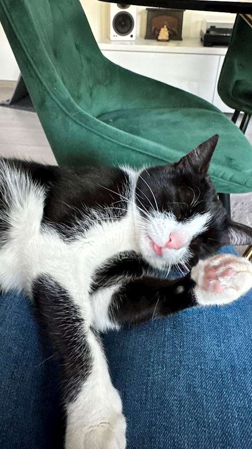 Diana- petsitter Cluj-Napoca sau Bonă pentru animale pentru câini pisici 