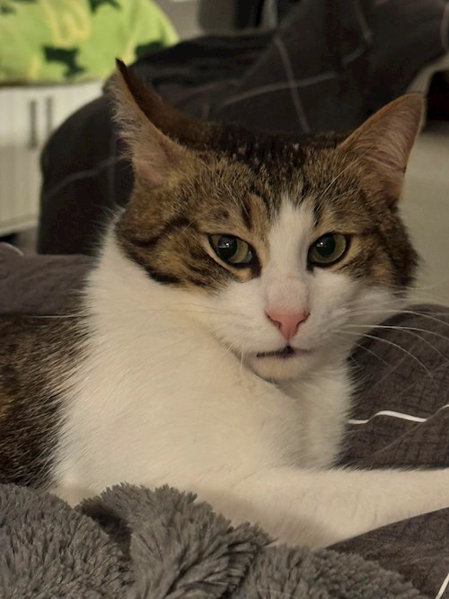 Diana- petsitter Cluj-Napoca sau Bonă pentru animale pentru câini pisici 