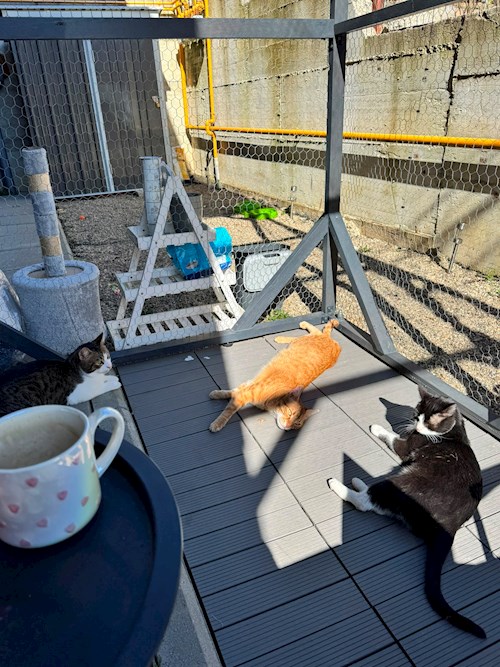 Diana- petsitter Cluj-Napoca sau Bonă pentru animale pentru câini pisici 