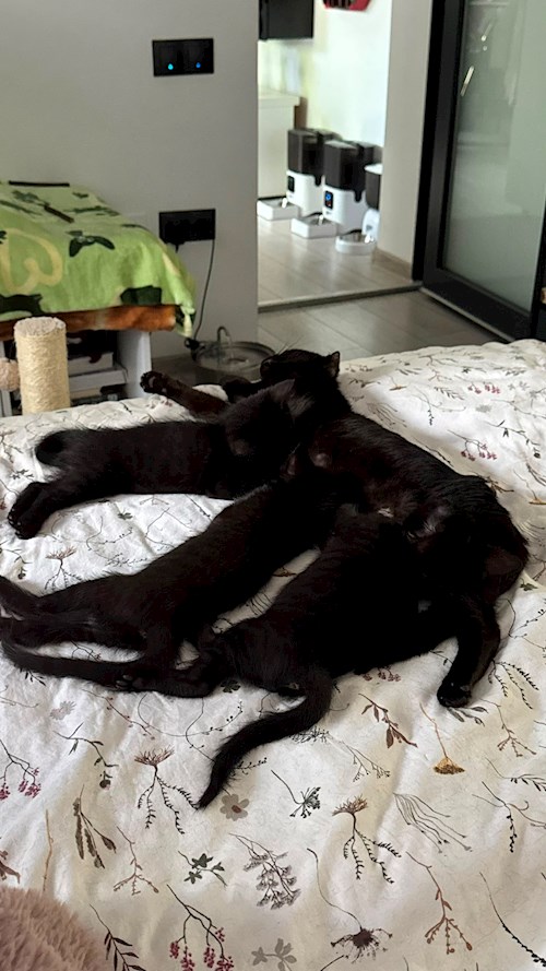 Diana- petsitter Cluj-Napoca sau Bonă pentru animale pentru câini pisici 