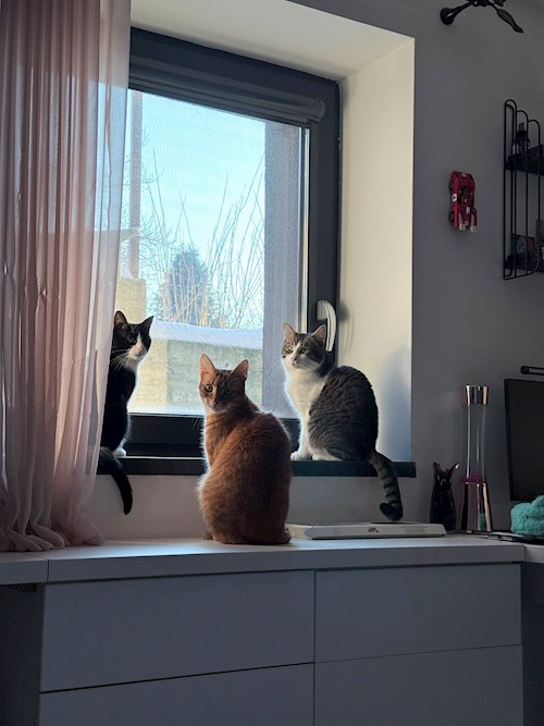 Diana- petsitter Cluj-Napoca sau Bonă pentru animale pentru câini pisici 