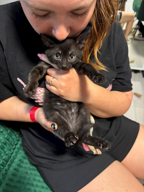 Diana- petsitter Cluj-Napoca sau Bonă pentru animale pentru câini pisici 
