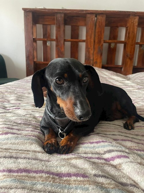 Diana- petsitter Cluj-Napoca sau Bonă pentru animale pentru câini pisici 