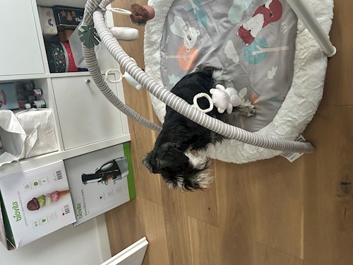 Teodora- petsitter Cluj-Napoca sau Bonă pentru animale pentru câini pisici 