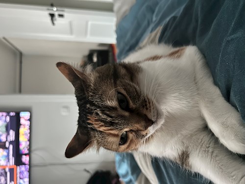 Teodora- petsitter Cluj-Napoca sau Bonă pentru animale pentru câini pisici 