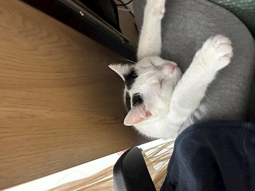 Teodora- petsitter Cluj-Napoca sau Bonă pentru animale pentru câini pisici 