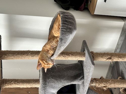 Teodora- petsitter Cluj-Napoca sau Bonă pentru animale pentru câini pisici 