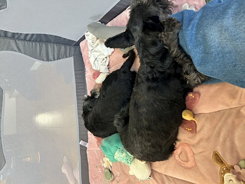 Teodora- petsitter Cluj-Napoca sau Bonă pentru animale pentru câini pisici 