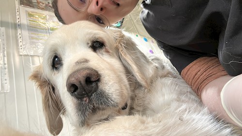 Andreea- petsitter Iași vagy Állat szitter a kutyák cicák 