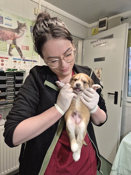 Andreea- petsitter Iași vagy Állat szitter a kutyák cicák 