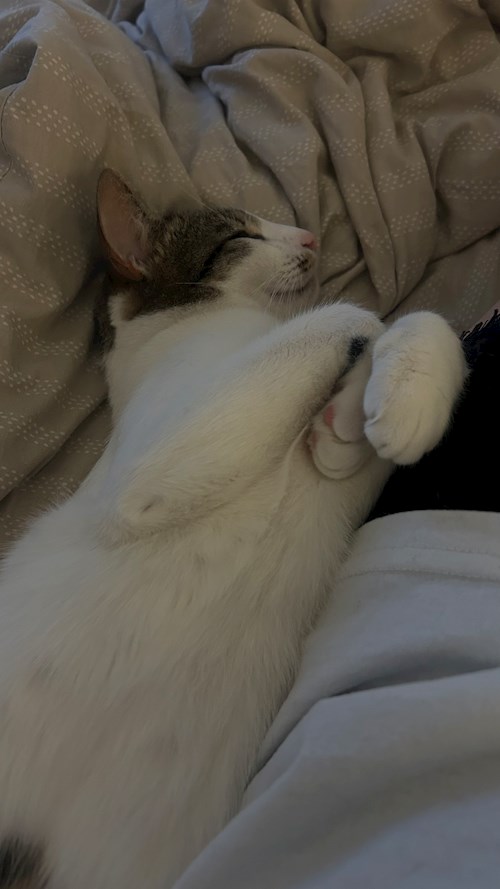 Oana- petsitter Otopeni sau Bonă pentru animale pentru câini pisici 