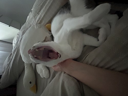 Oana- petsitter Otopeni sau Bonă pentru animale pentru câini pisici 