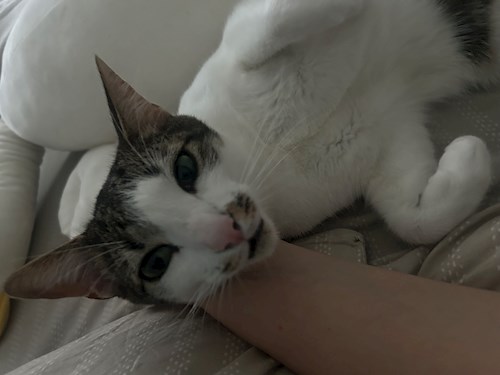 Oana- petsitter Otopeni sau Bonă pentru animale pentru câini pisici 
