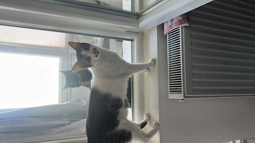Oana- petsitter Otopeni sau Bonă pentru animale pentru câini pisici 