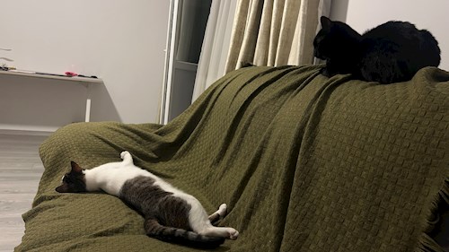 Oana- petsitter Otopeni sau Bonă pentru animale pentru câini pisici 
