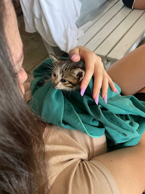 Camelia- petsitter Chiajna or Pet nanny for dogs cats 
