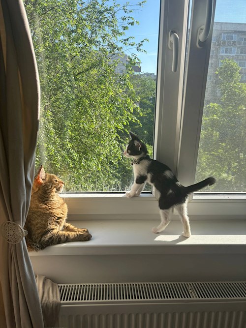 Lavinia- petsitter București or Pet nanny for dogs cats 