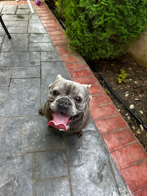 rebeca- petsitter Bragadiru or Pet nanny for 