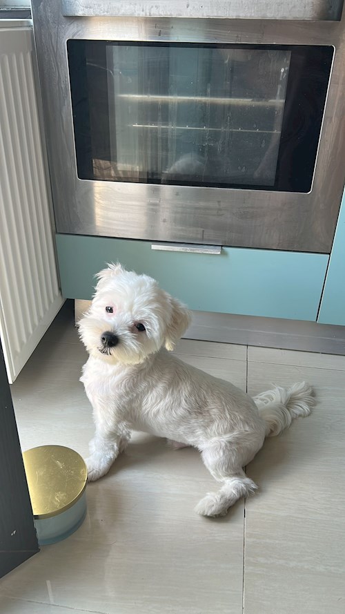 rebeca- petsitter Bragadiru or Pet nanny for 