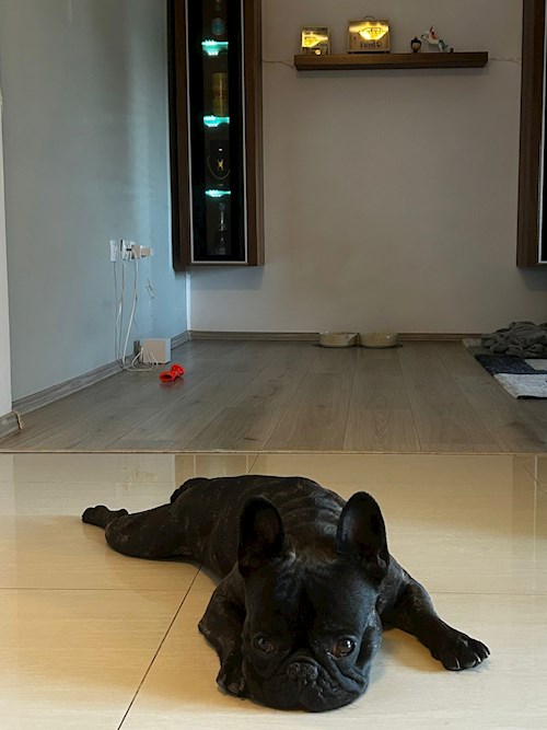 rebeca- petsitter Bragadiru or Pet nanny for 