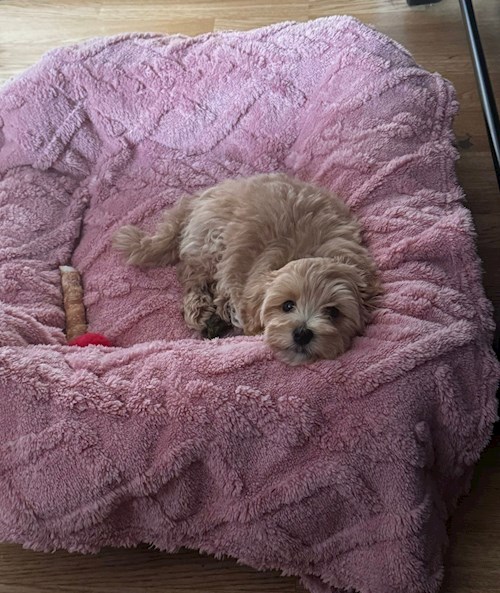 rebeca- petsitter Bragadiru or Pet nanny for 