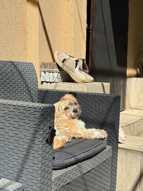 Cristian- petsitter București sau Bonă pentru animale pentru câini pisici 