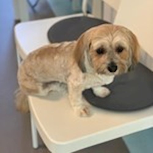 Cristian- petsitter București sau Bonă pentru animale pentru câini pisici 