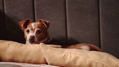 Cristian- petsitter București sau Bonă pentru animale pentru câini pisici 