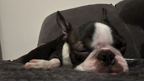 Oana- petsitter Otopeni sau Bonă pentru animale pentru câini pisici 