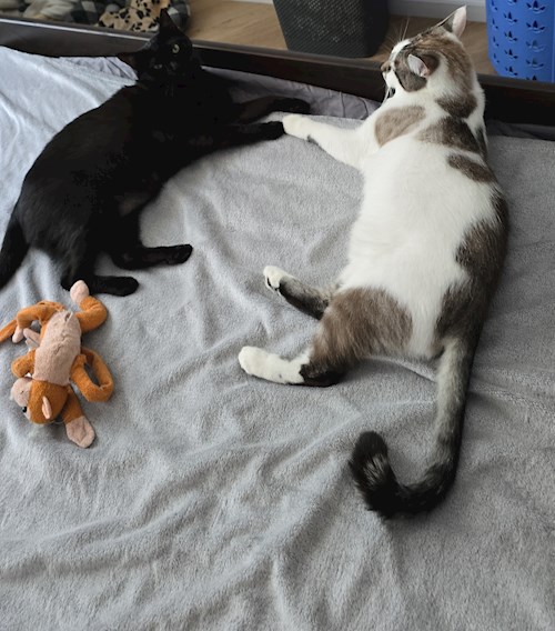 Dinutoiu- petsitter Popești-Leordeni vagy Állat szitter a kutyák cicák 